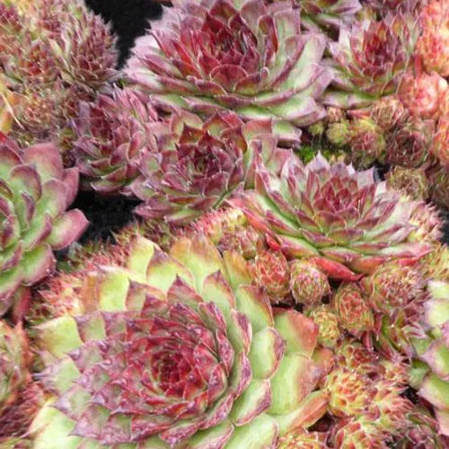 Bakker Plantes vivaces Joubarbe Dark Beauty plante succulente pot pourpre