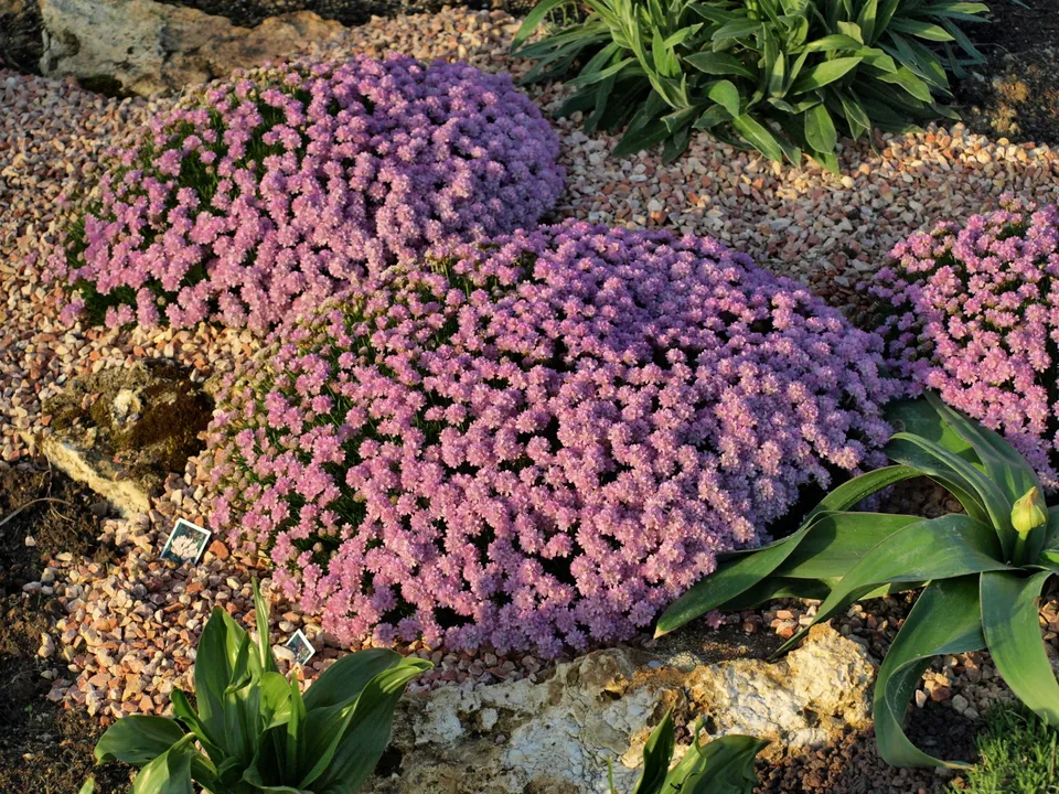 Passion Vivaces Armeria juniperifolia plante vivace godet fleurs roses