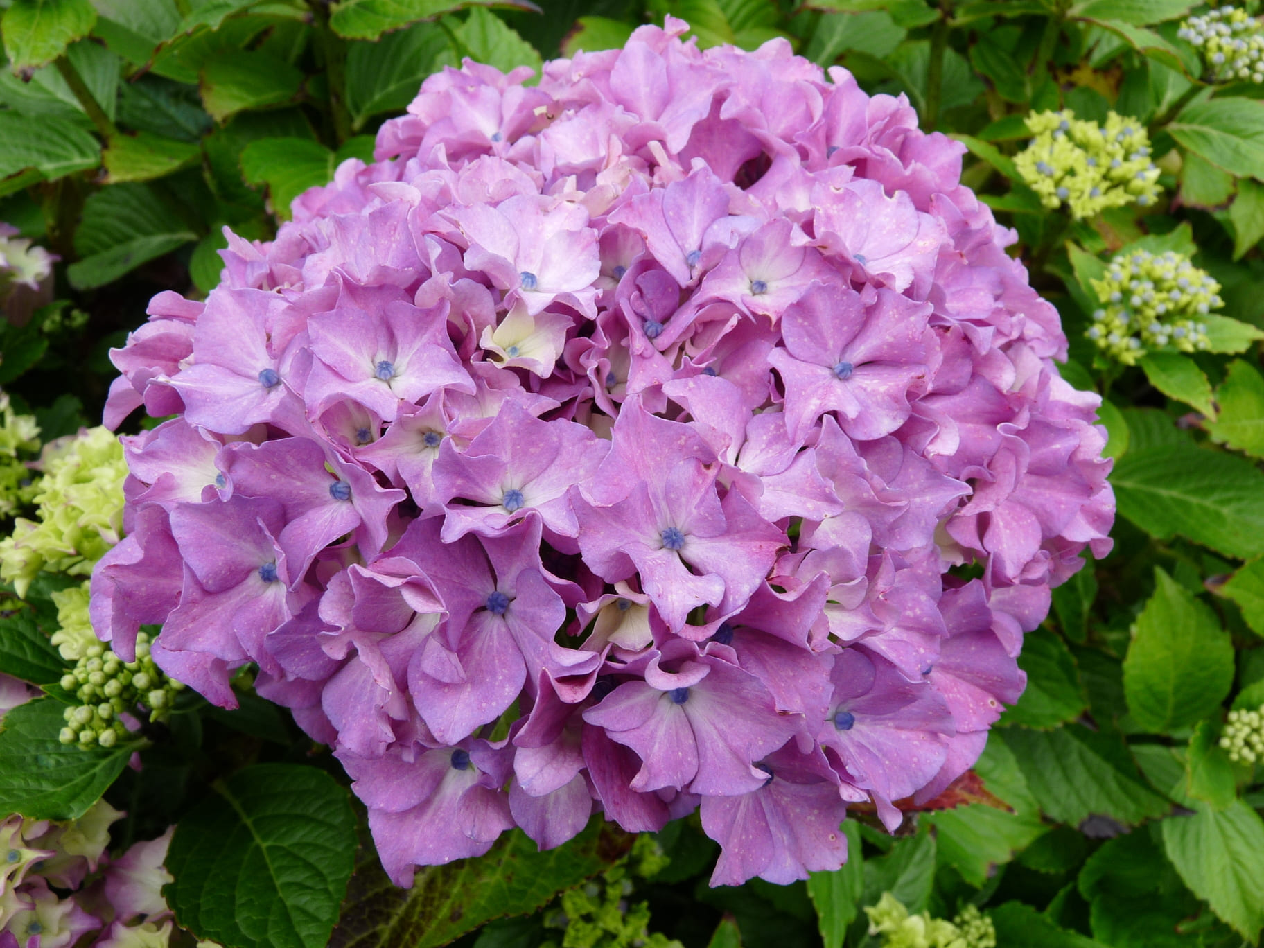 Les Hortensias du Haut Bois Vespa hortensia macrophylla fleurs rondes godet