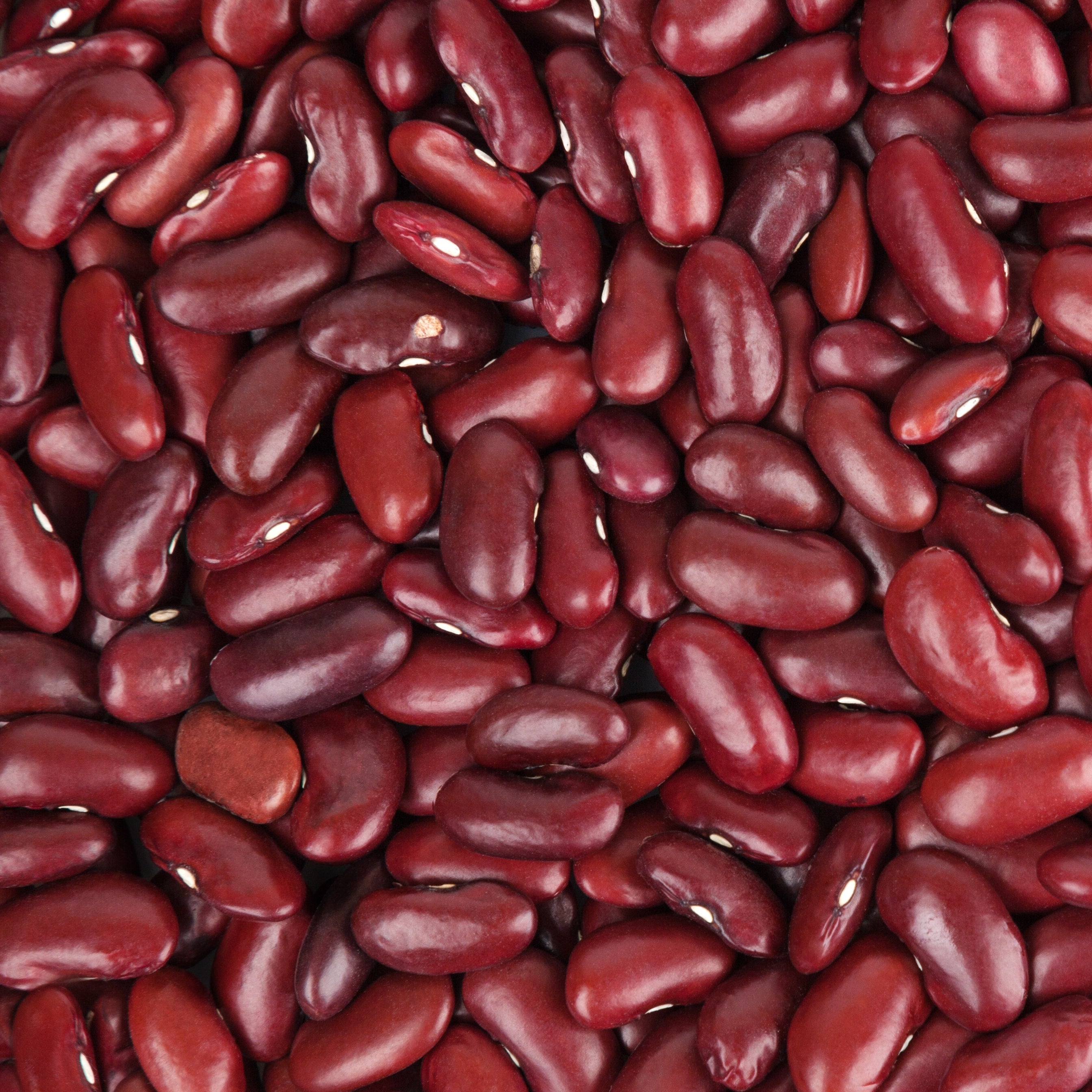 Bakker Haricot rouge graines sachet 100g à écosser