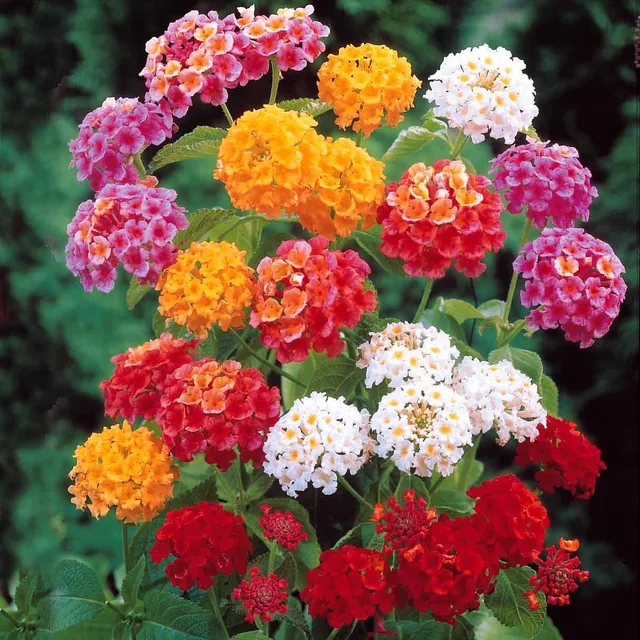 Bakker 3 Lantanas en mélange plante terrasse 3 pots Ø10,5cm soleil
