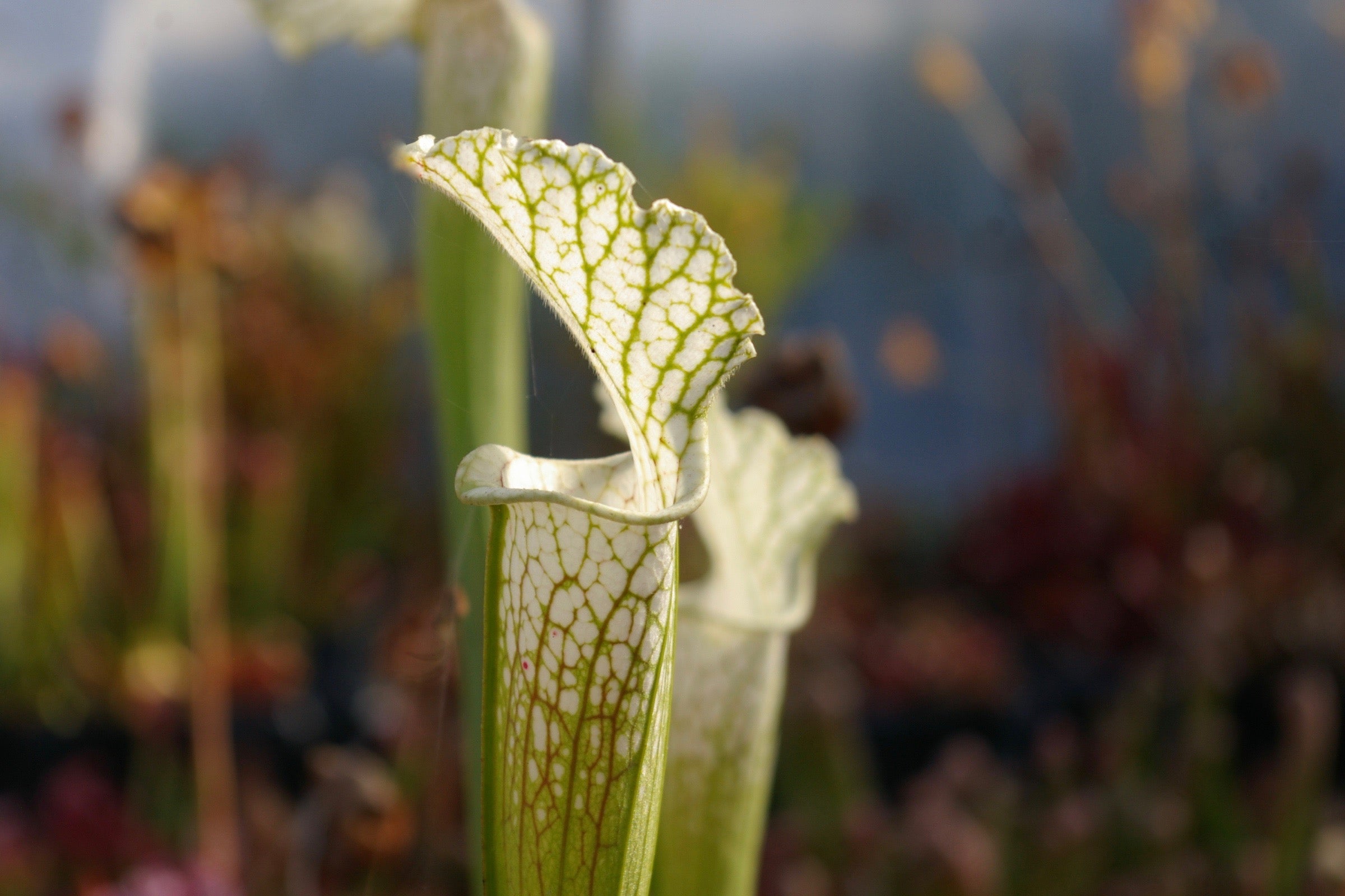 Carniflore Sarracenia leucophylla Schnell's Ghost pot 11cm