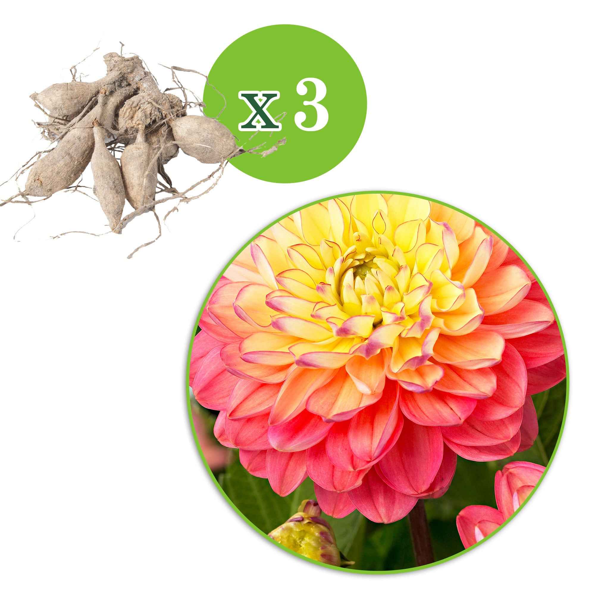 Bakker Melody Allegro dahlia 3 bulbes calibre I compact