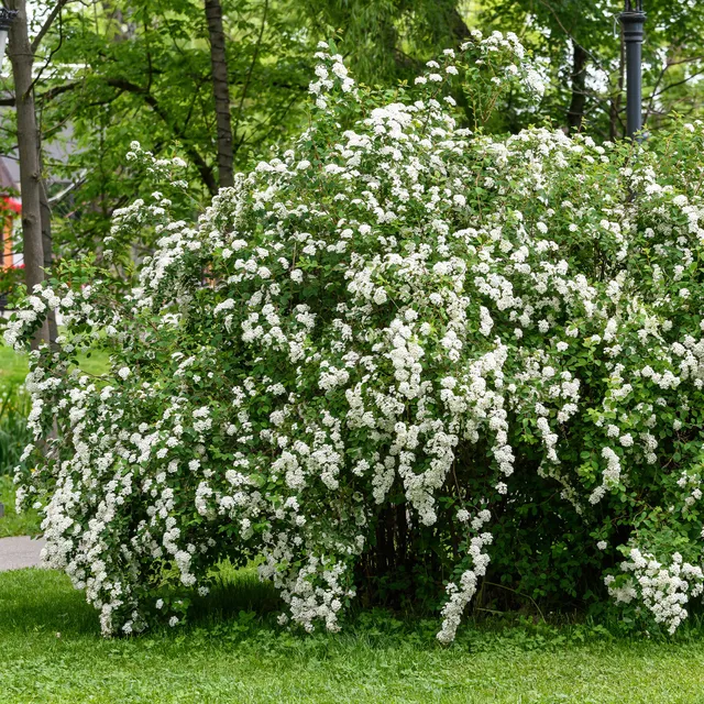 Bakker Spirée du Japon Snowmound arbuste pot 1,5L