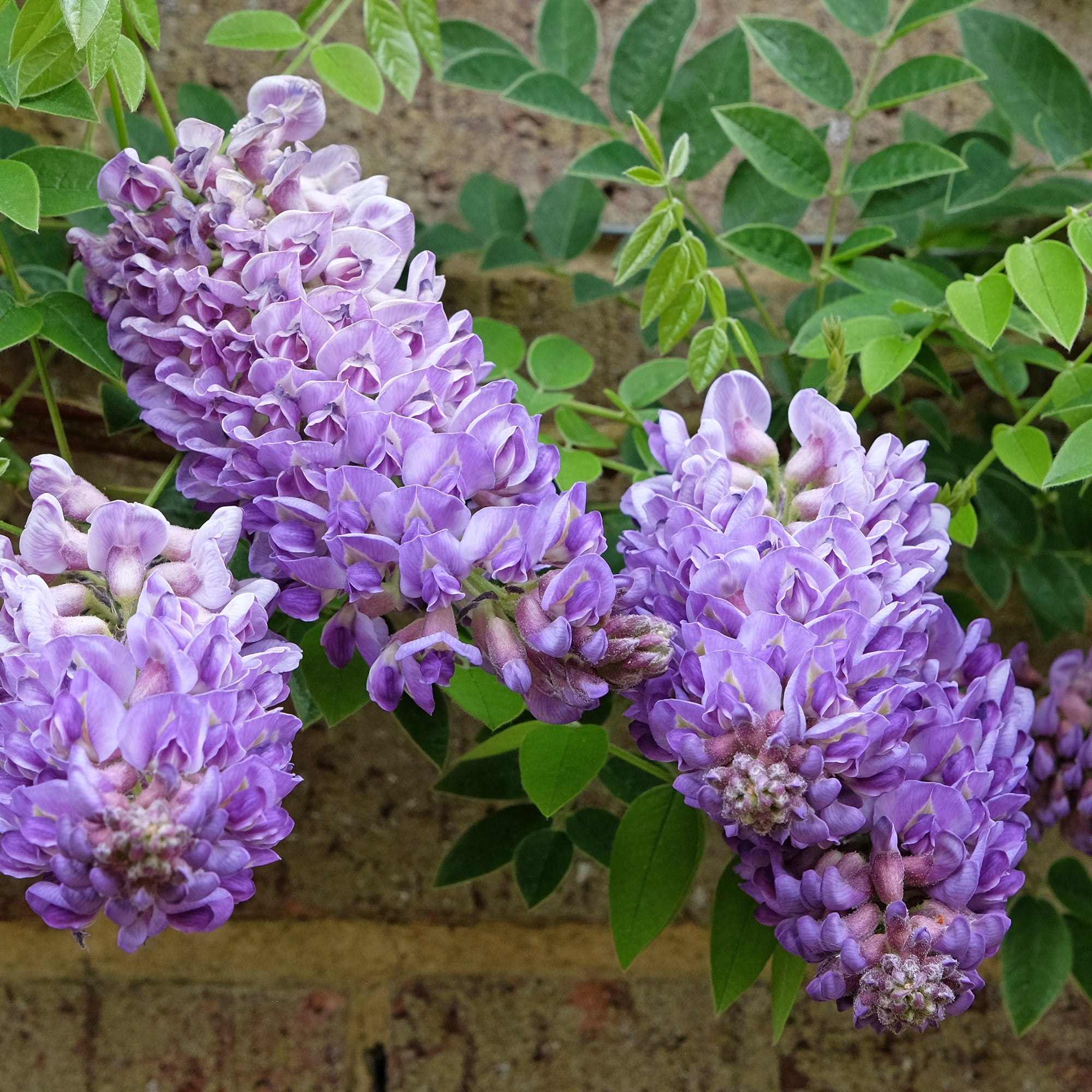 Bakker Glycine Toujours en fleurs grimpante pot 1.5L violette