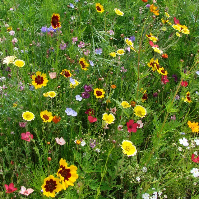 Bakker mélange graines fleurs terrains secs sachet 25g couleurs