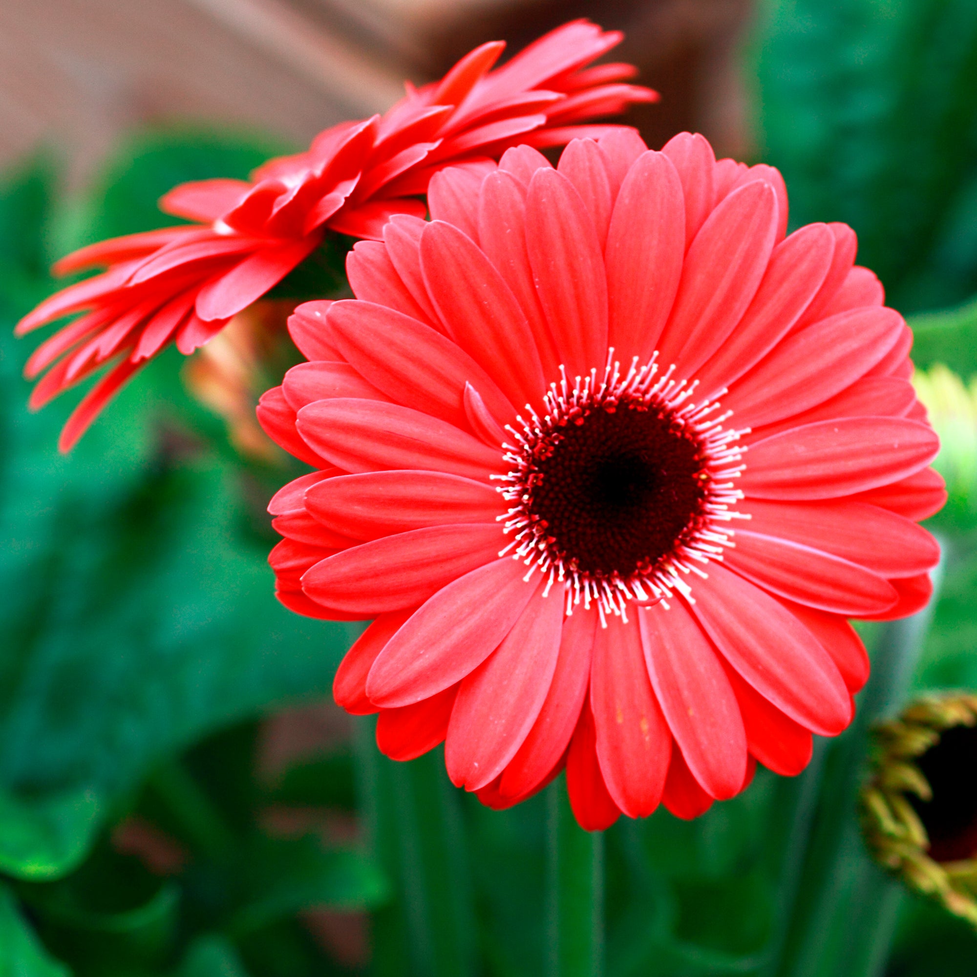 Bakker gerbera rouge Gerbera jamesonii pot Ø 12 cm soleil