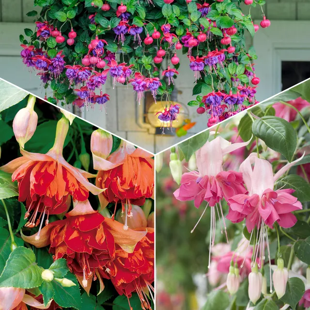 Bakker Fuchsias mélange 6 pots 9cm balcon mi-ombre