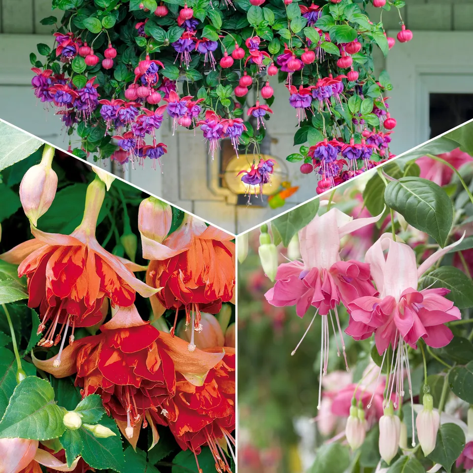 Bakker Fuchsias mélange 6 pots 9cm balcon mi-ombre