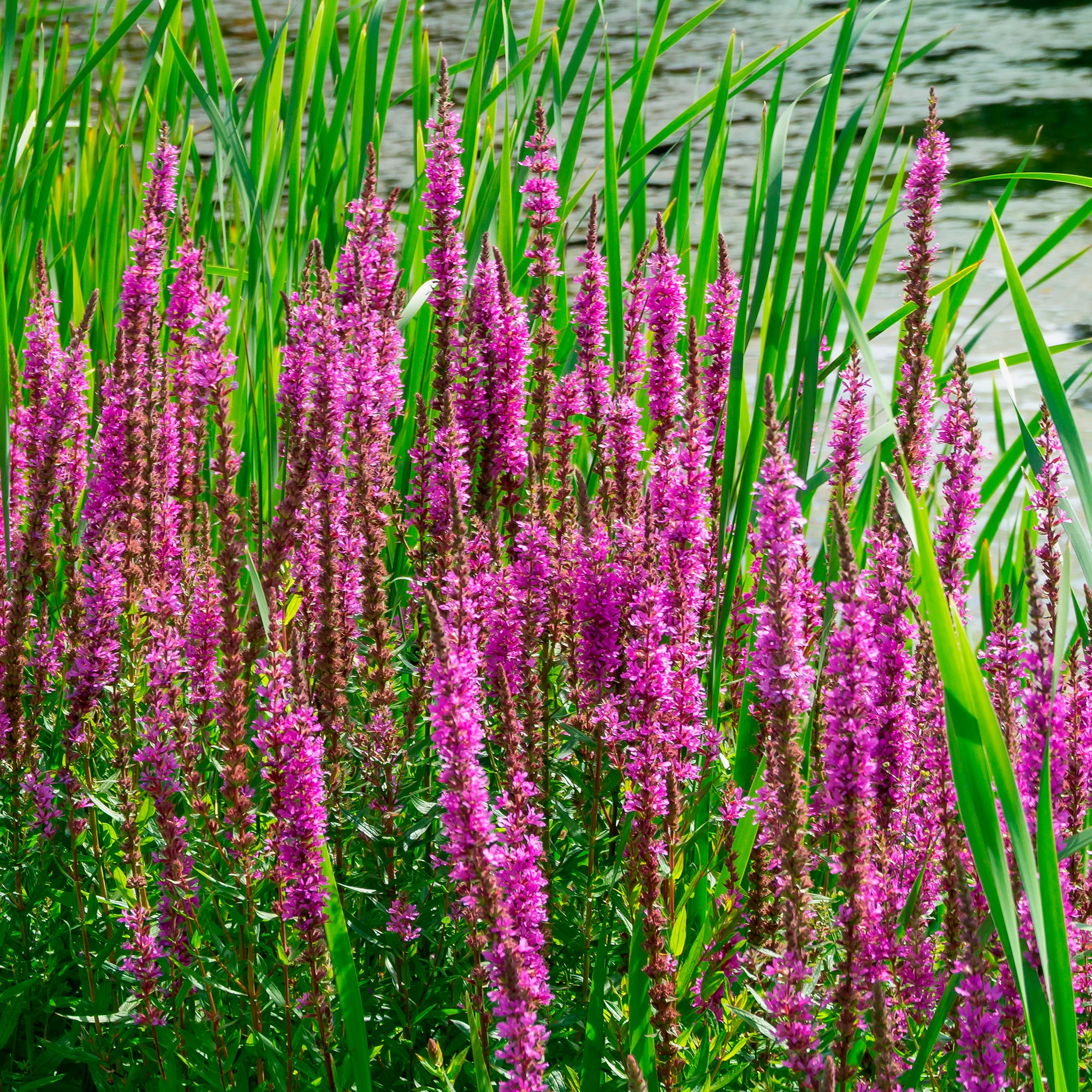 Bakker Salicaire commune plante de bassin pot Ø 9cm fuchsia