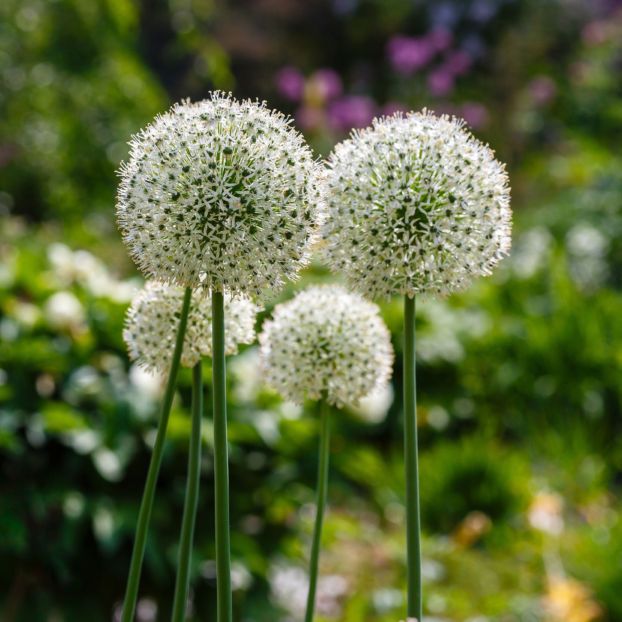 Bakker Allium Mount Everest bulbes sachet 2 blanc