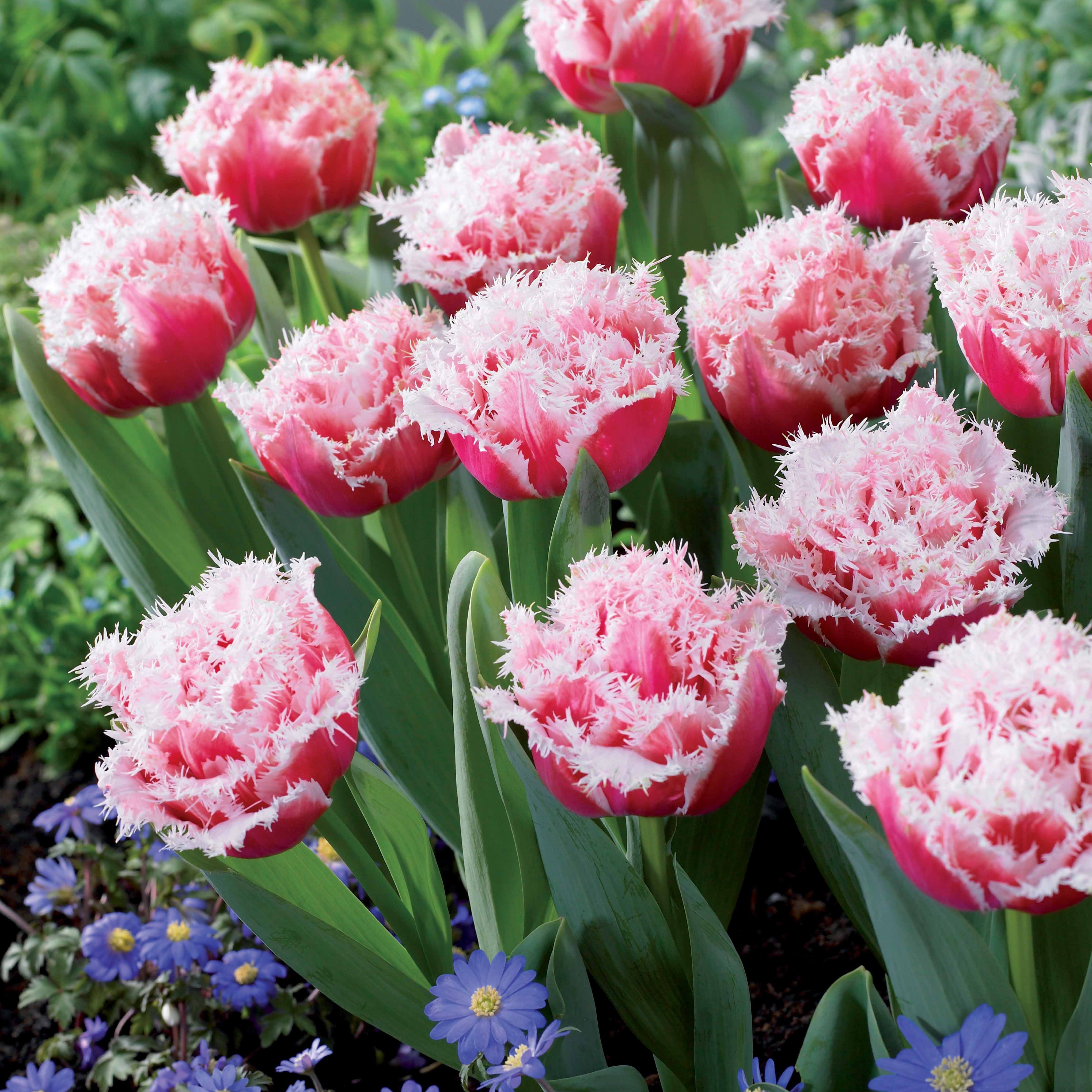 Bakker Bulbes à fleurs 5 Tulipes Queensland rose sachet 5 bulbes