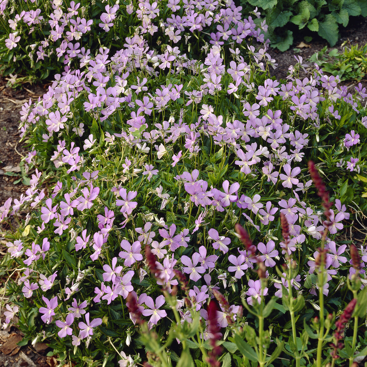 Bakker Violette cornue Boughton Blue pensée pot 9cm violet
