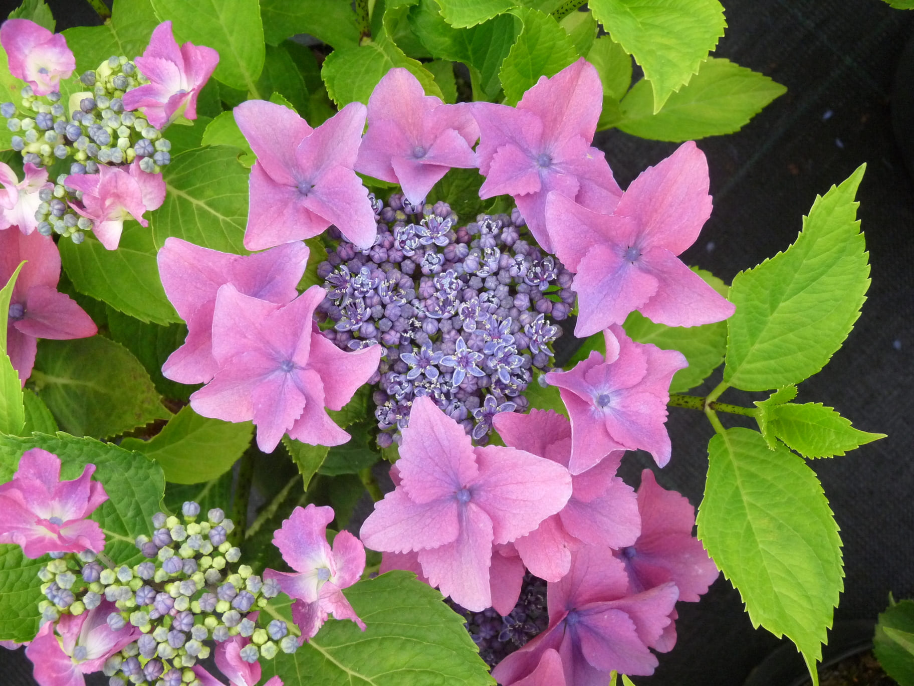 Les Hortensias du Haut Bois Flamingo hortensia fleurs plates rose