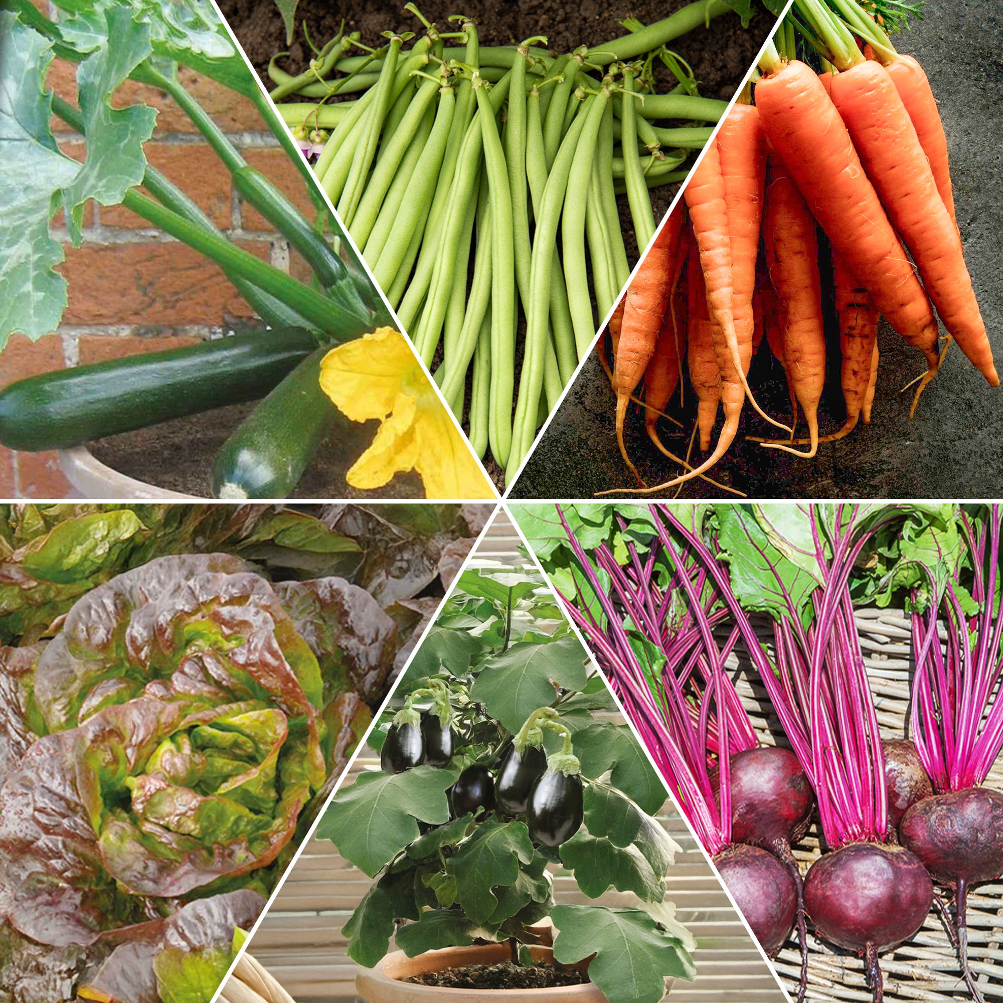 Bakker Potager et Graines collection carré potager 12 sachets