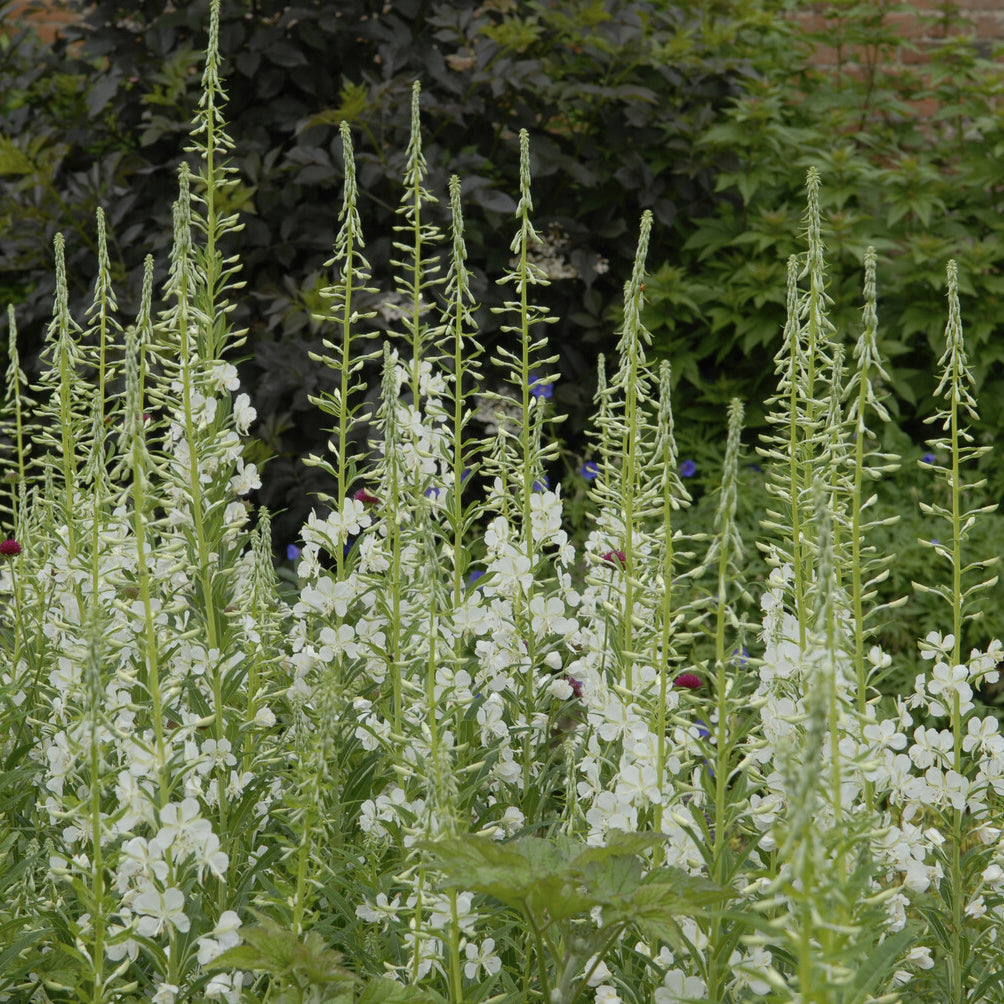 Bakker Épilobe blanche vivace mellifère pot Ø 9cm