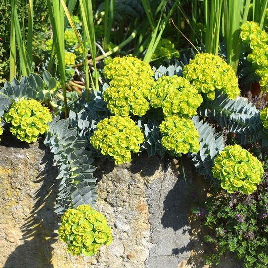 Passion Vivaces Euphorbia myrsinites vivace godet gris