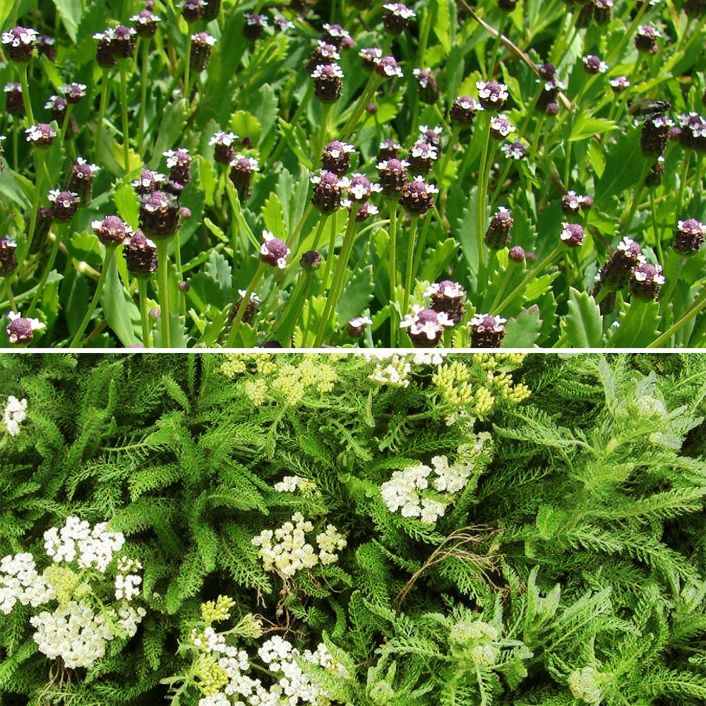 Bakker Achillée Lippia mélange 3 pots 9cm soleil