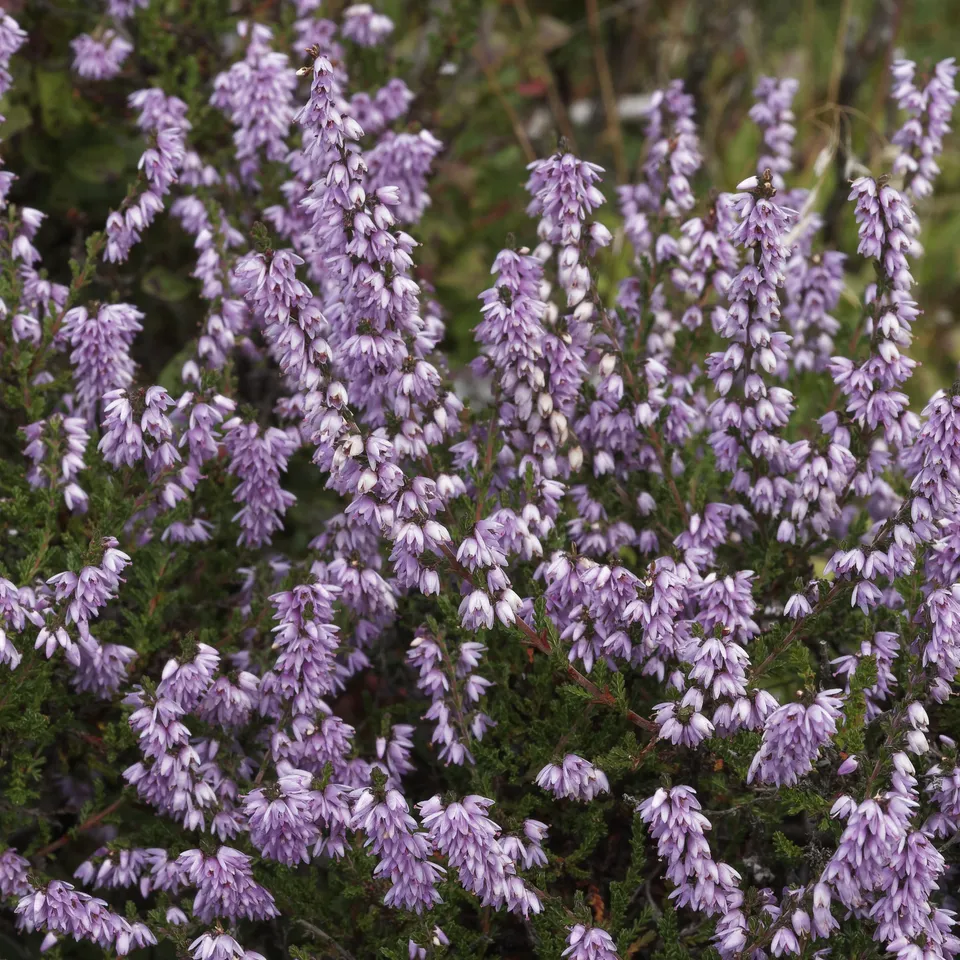 Bakker Allegro bruyère été pot 8cm violette