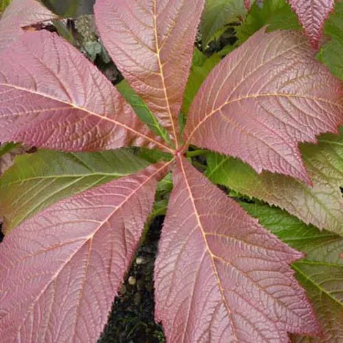 Bakker Plantes vivaces Rodgersia Rotlaub vivace pot feuillage rouge
