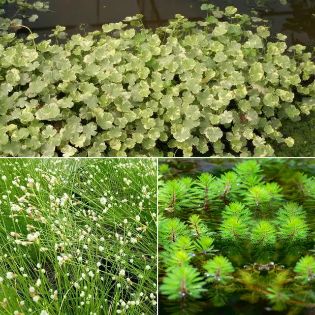 Bakker Plantes oxygénantes bassin 3 pots Ø11cm en mélange
