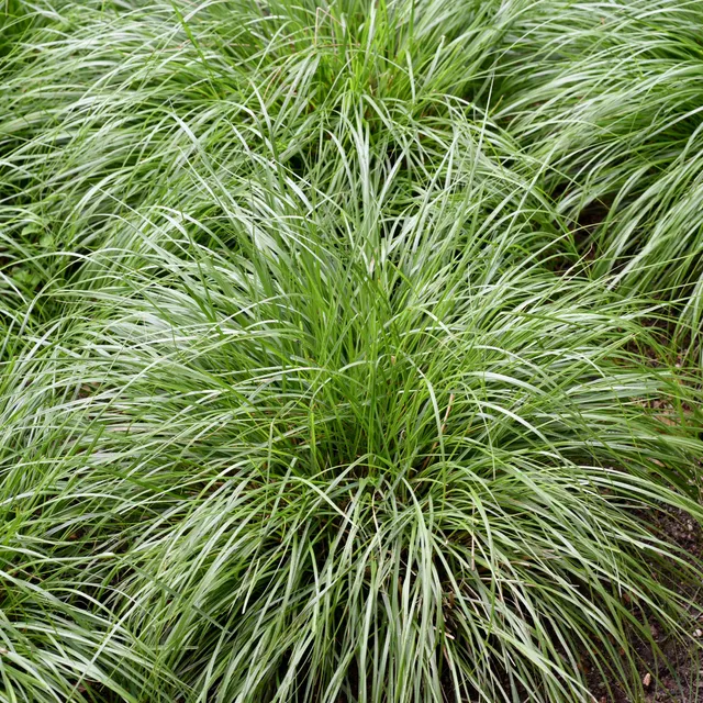 Bakker Carex montana laîche graminée pot 8cm