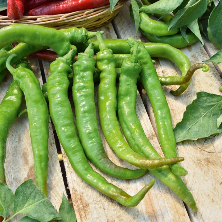 Bakker Potager Piment Doux Long des Landes graine sachet 75 doux