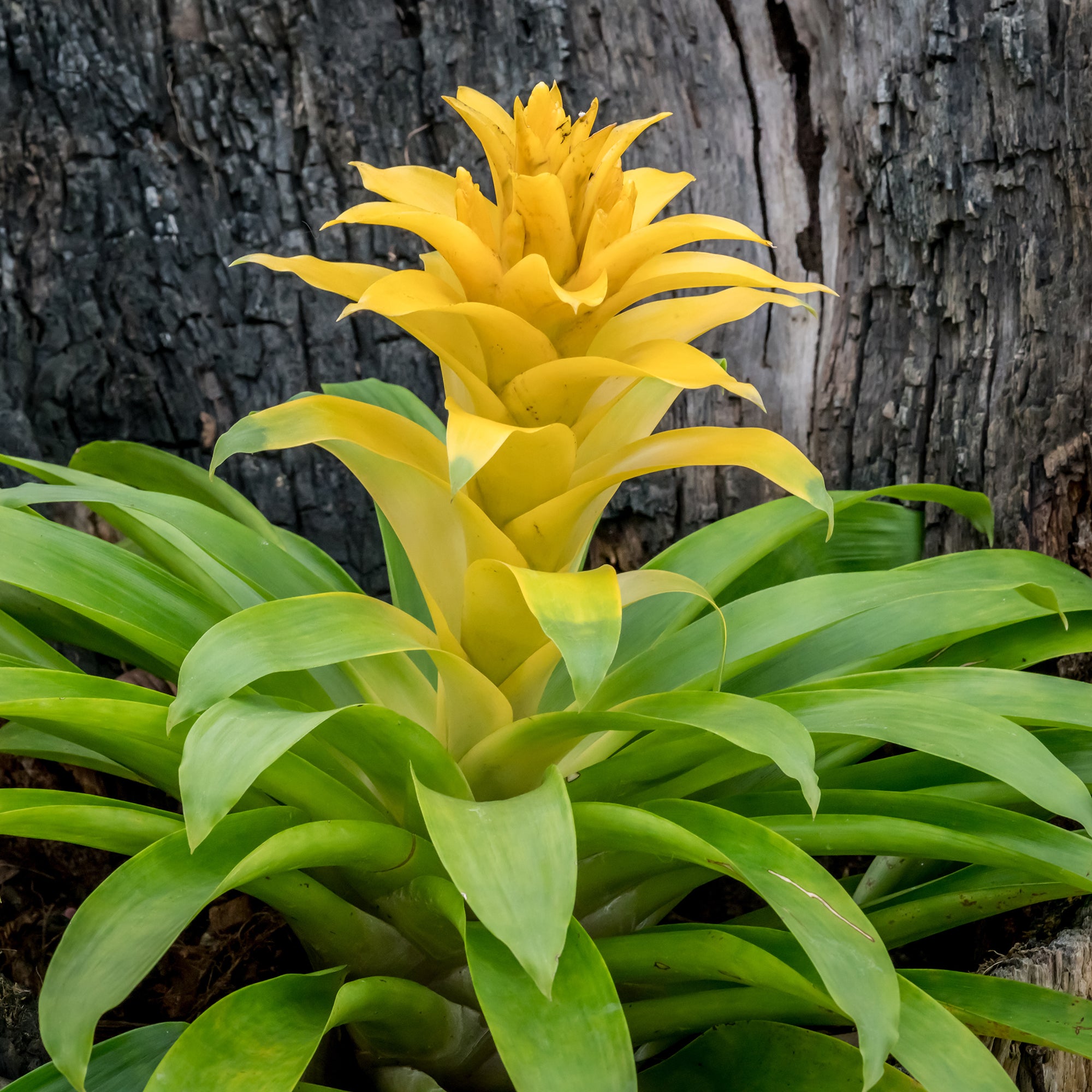 Bakker Bromelia jaune plante d'intérieur pot 9cm