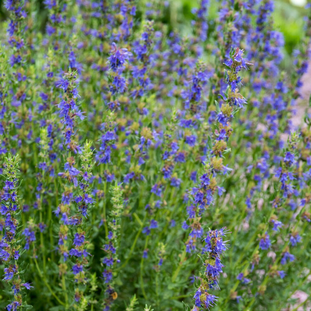 Bakker Potager Hysope Bio sachet 220 graines violet