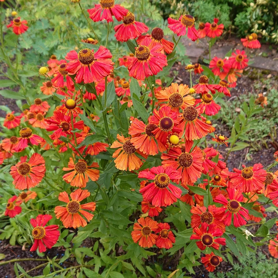 Passion Vivaces Helenium Rubinzwerg plante godet rouge