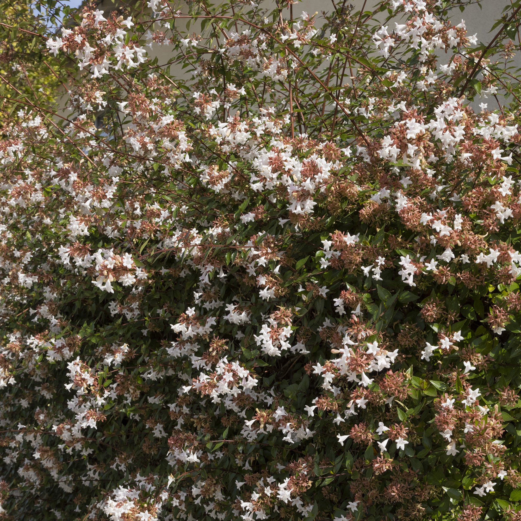Bakker Abelia Pisto Abelia grandiflora arbuste pot 9cm lot 2 fleurs blanches