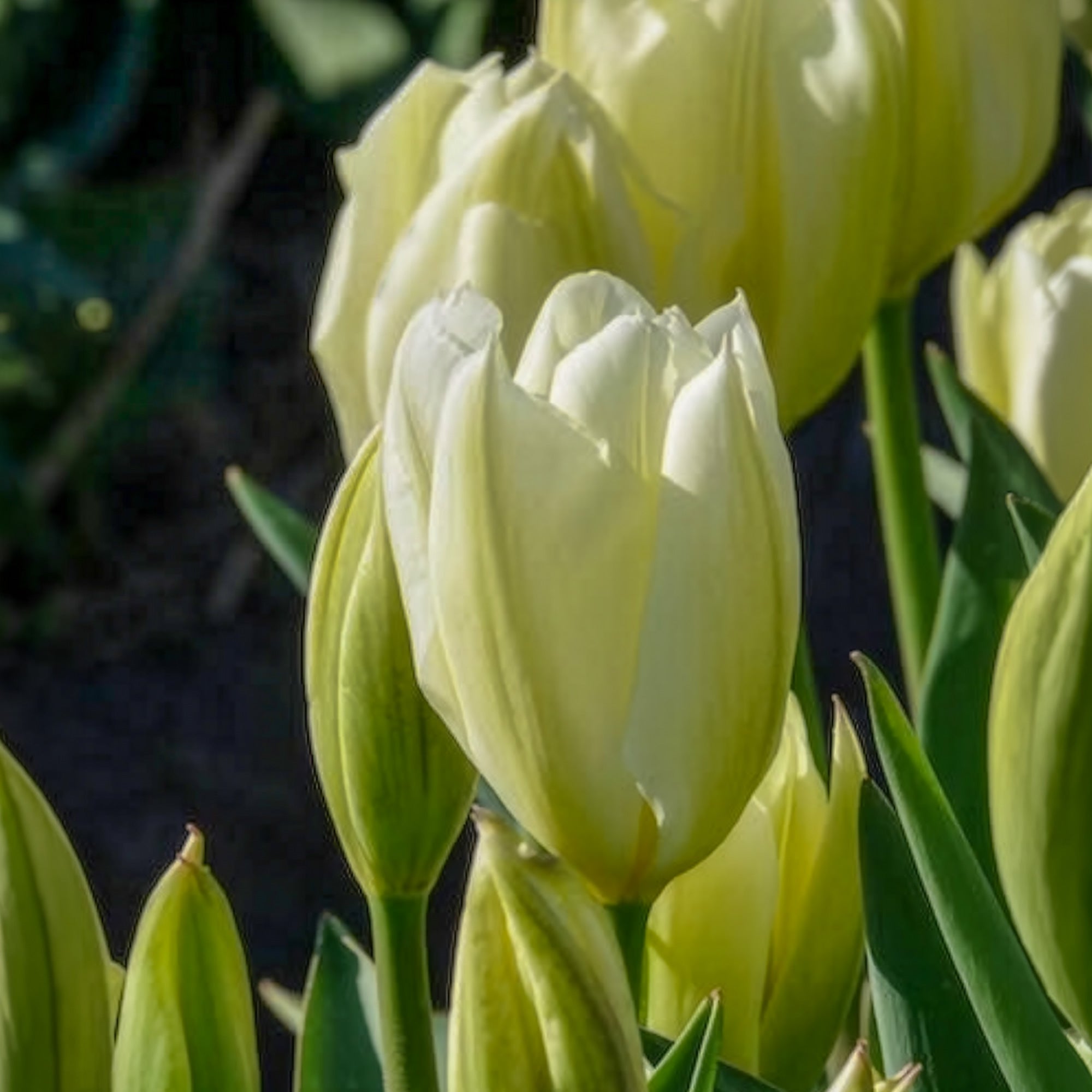 Bakker Tulipes Fosteriana Purissima sachet 10 bulbes blanc