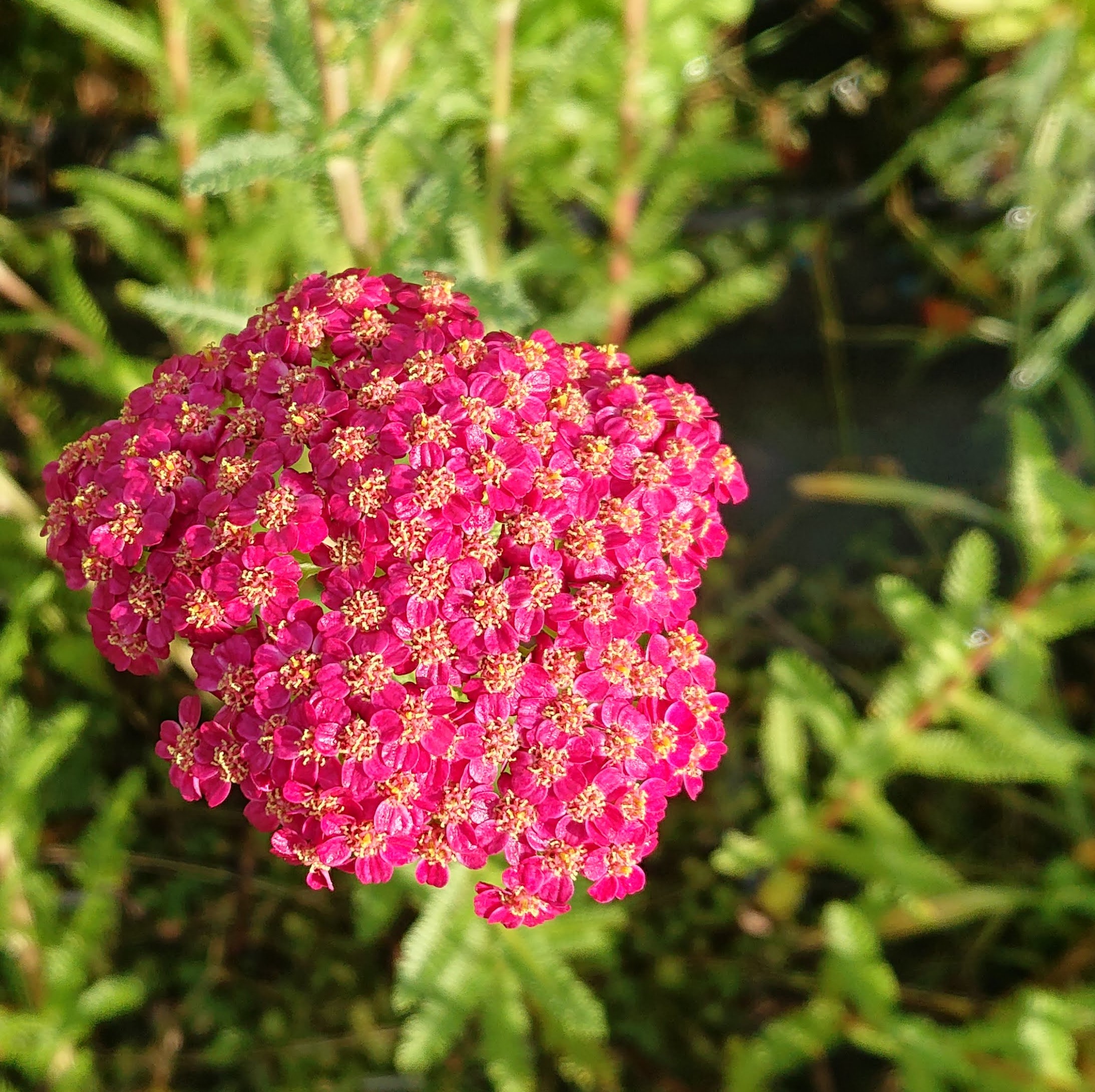 Passion Vivaces Achillea millefolium Red Velvet achillée rouge godet