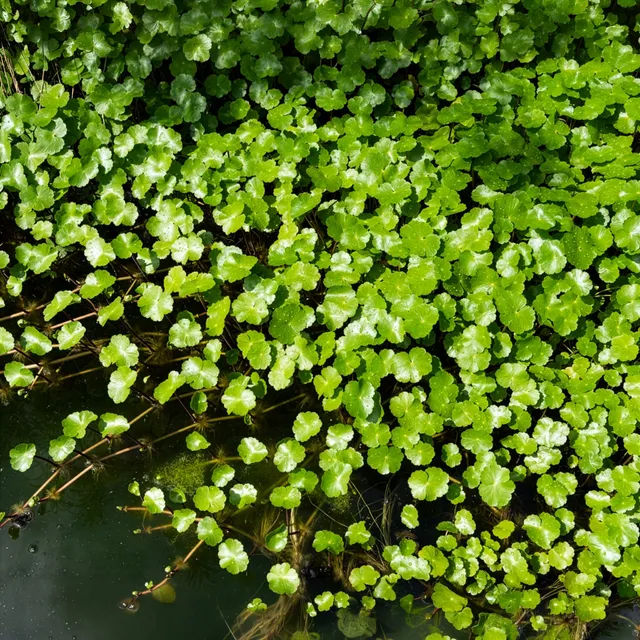 Bakker Extérieur Écuelle d'eau Herbe patagons pot 9cm