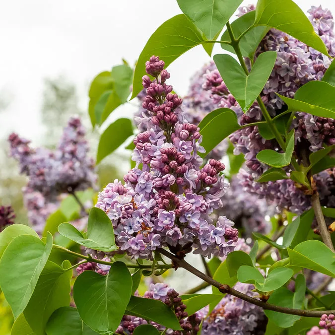 Bakker Lilas Belle de Nancy arbuste pot 1,3L mauve