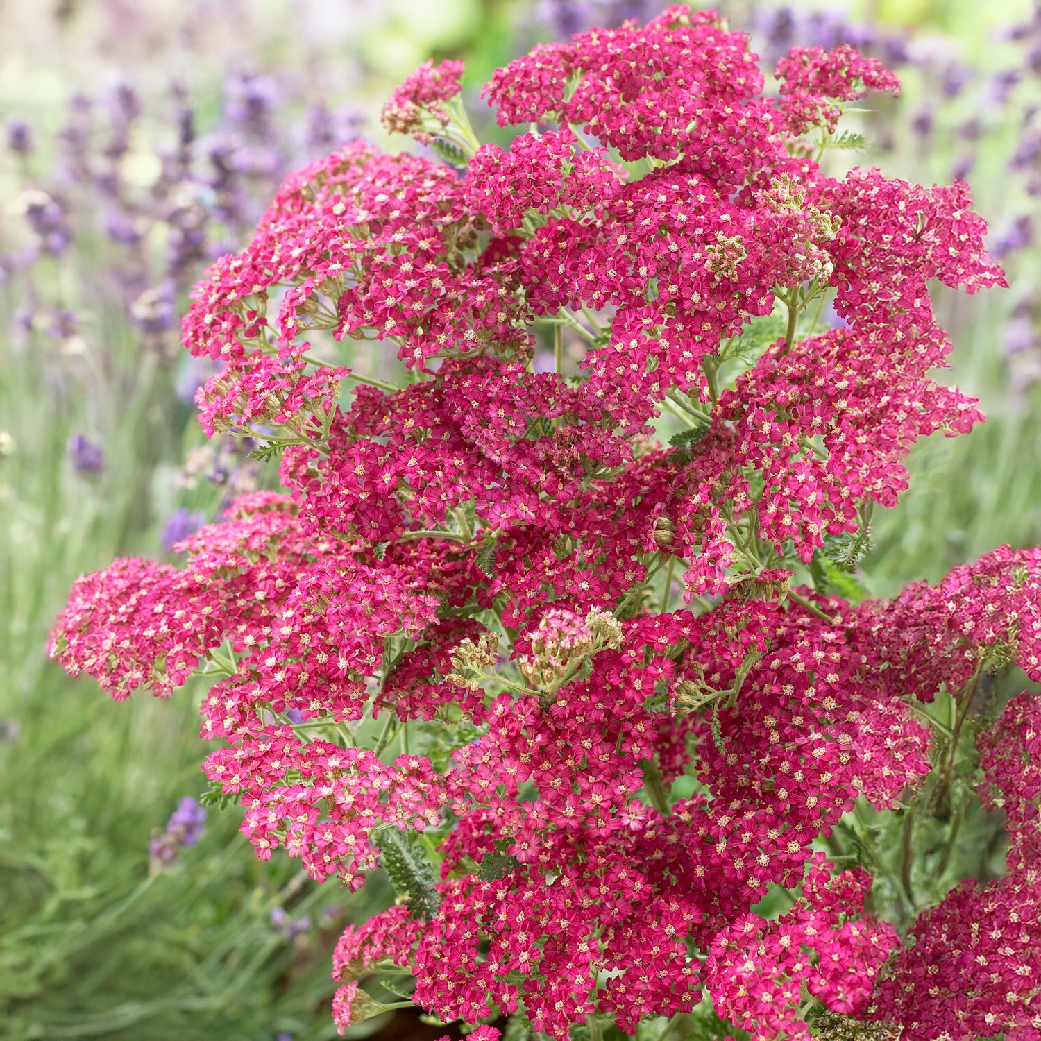 Bakker Achillée Excel plante vivace pot 9cm rouge