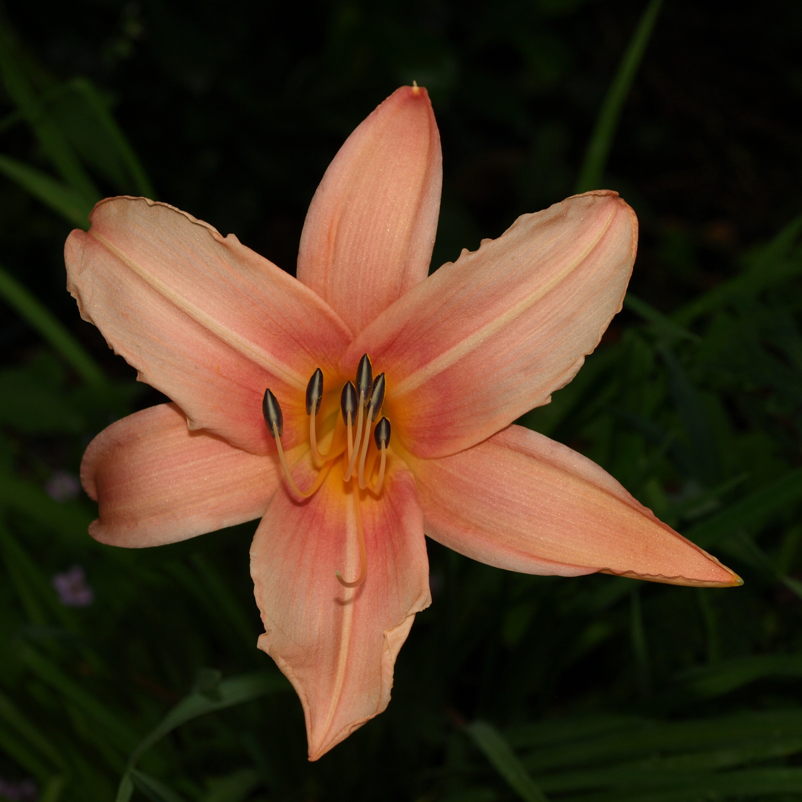 Passion Vivaces Hemerocallis x Hello Dolly vivace pot 1L rose
