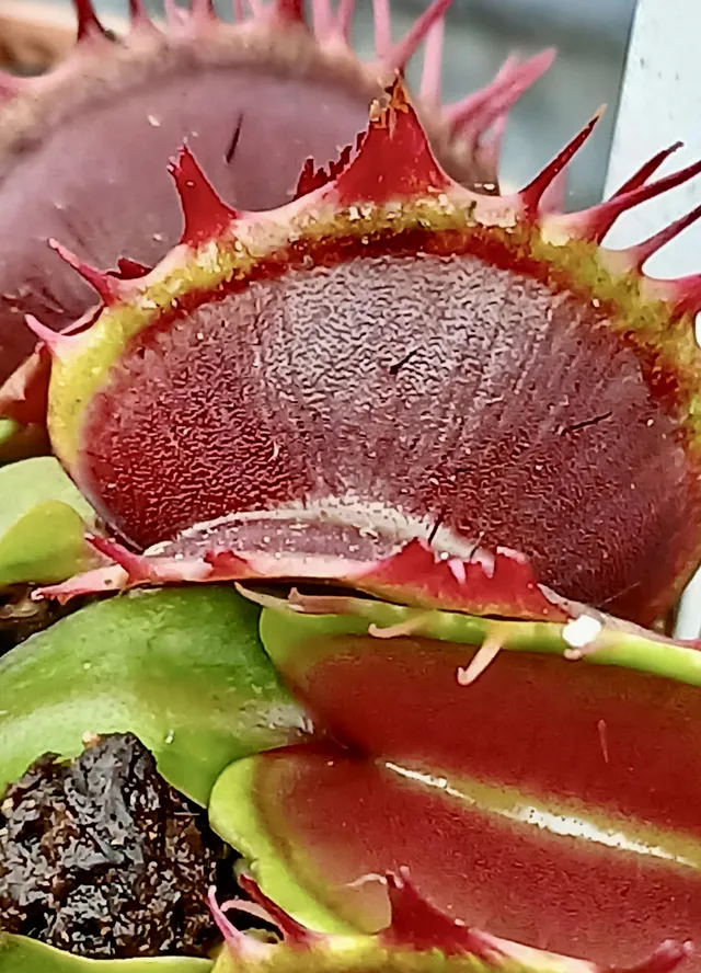 Carniflore Dionée Fused Tooth plante carnivore pot 9 cm