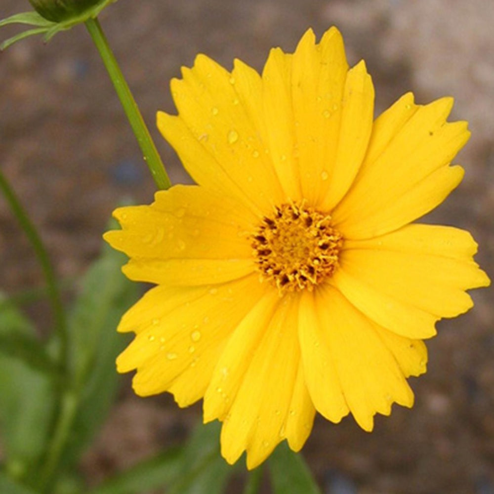 Bakker Coreopsis Etoile d'Or vivace pot 8cm jaune
