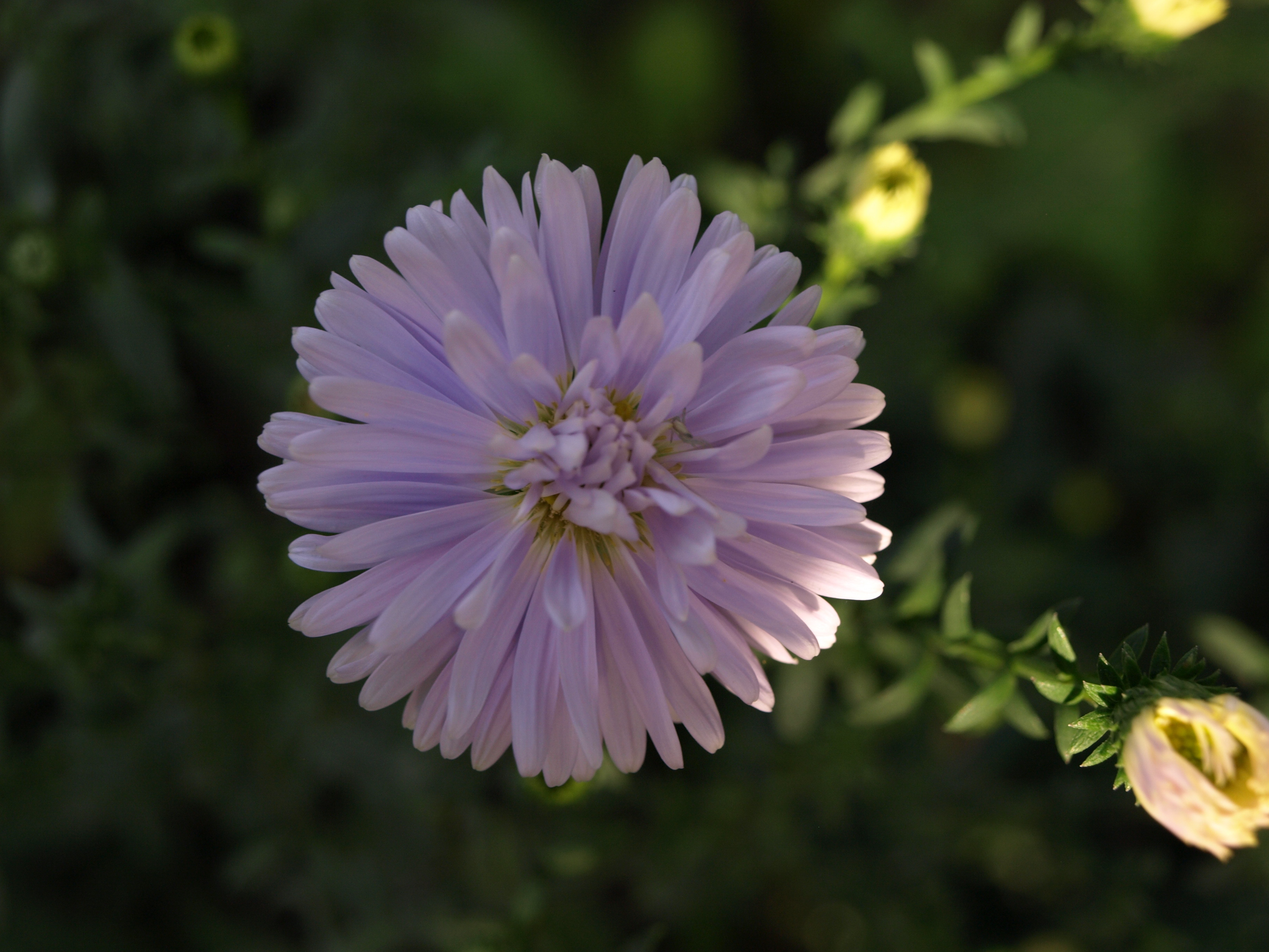 Passion Vivaces Aster novi-belgii Brigitte plante vivace godet