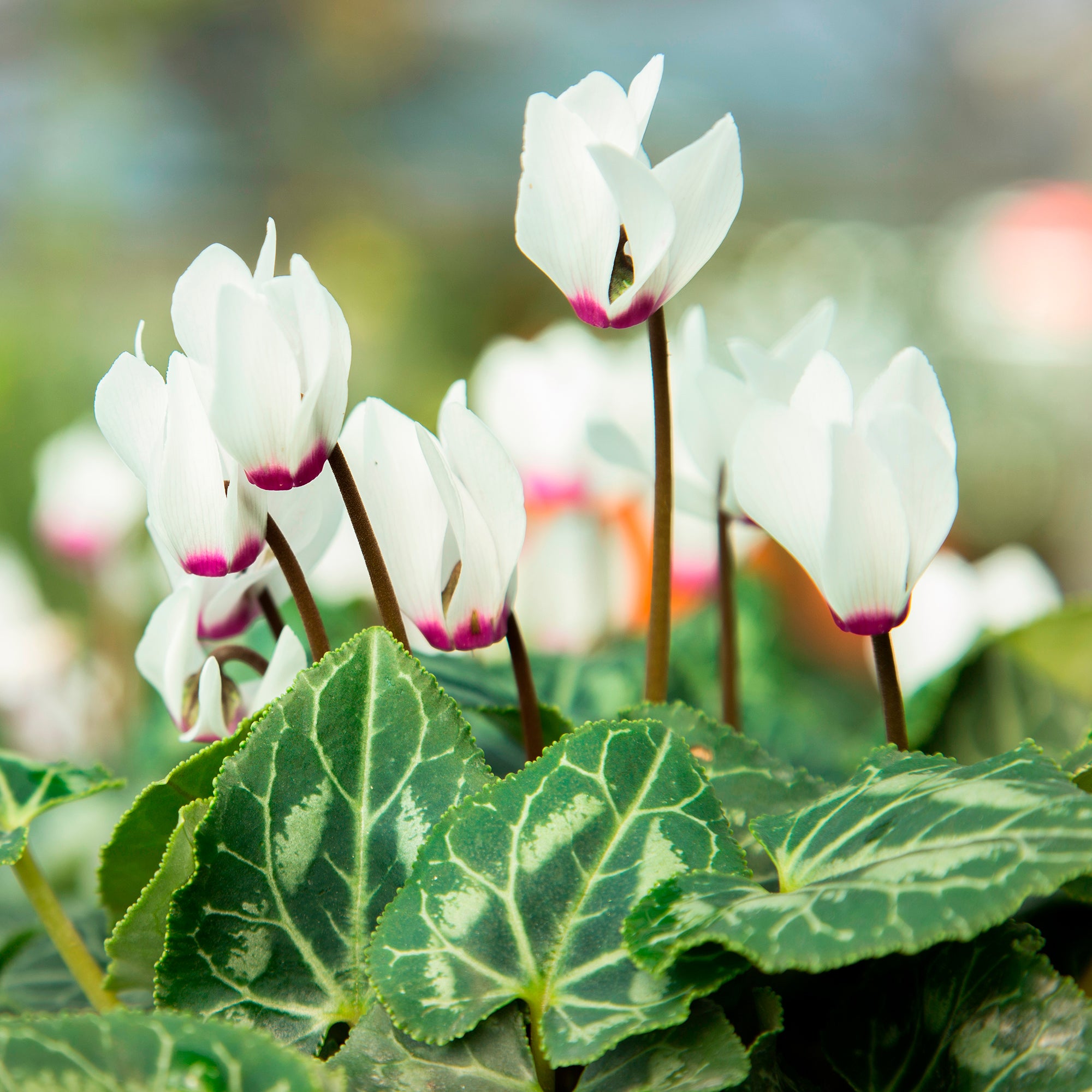 Bakker Cyclamen coum blanc plante vivace 3 pots Ø 9cm