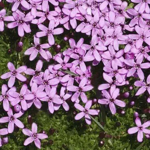 Bakker Silène acaule Silene acaulis vivace pot Ø9cm violet