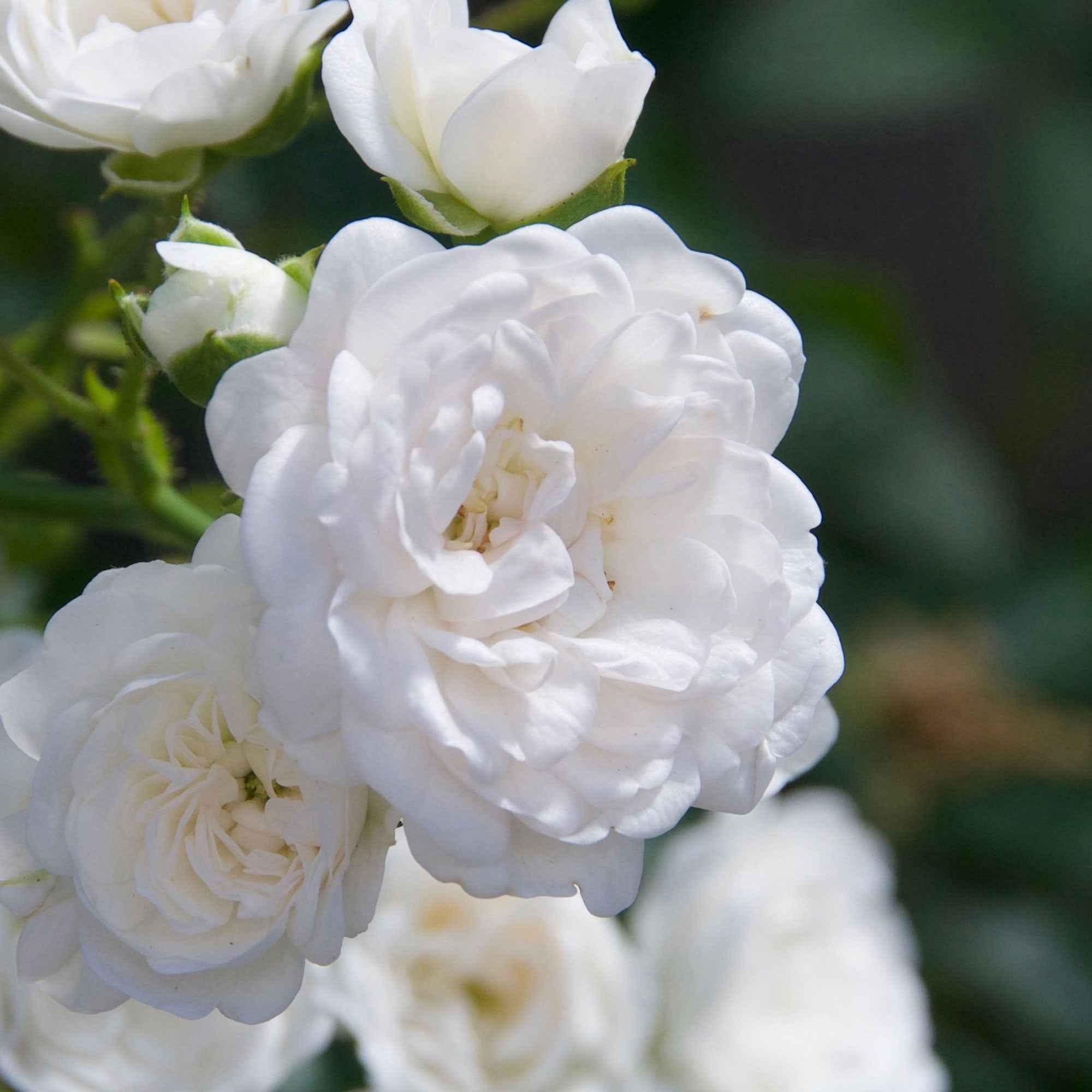 Bakker Rosiers Crystal Fairy rosier couvre-sol pot 3L fleurs blanches