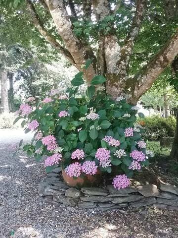 Les Hortensias du Haut Bois Hop Corn hortensia macrophylla rondes