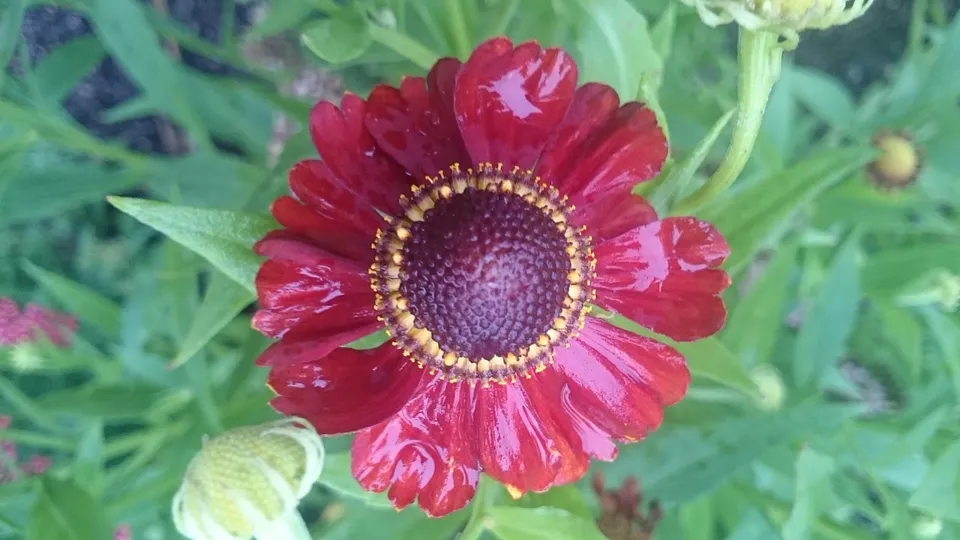 Passion Vivaces Helenium Red Army hélénie rouge godet