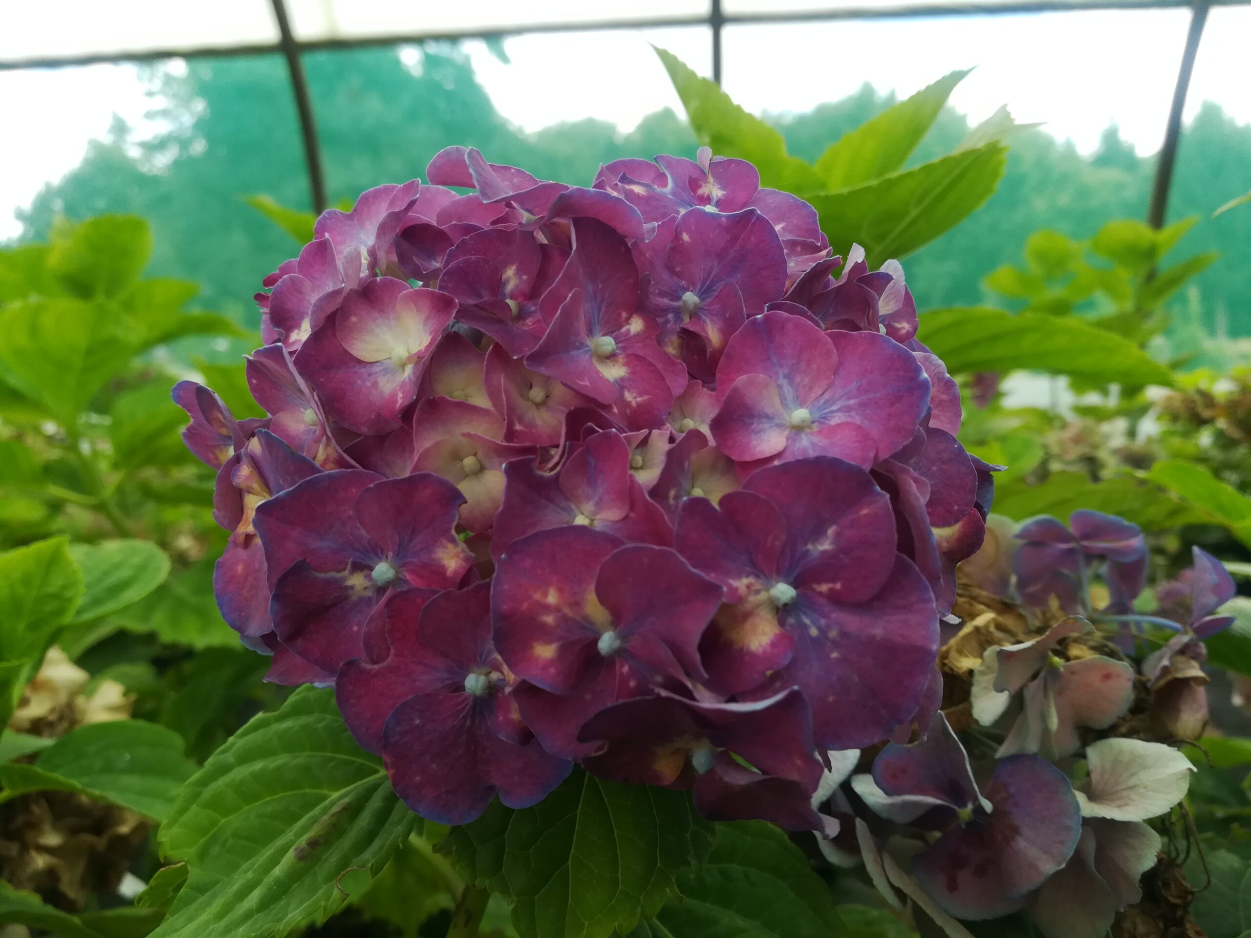 Heinrich Seidel Hydrangea macrophylla hortensia boule rose