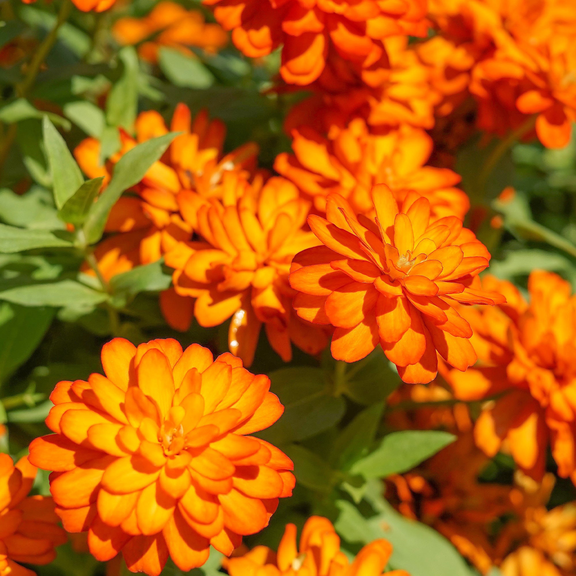 Bakker Zinnia orange fleur terrasse pot Ø 10,5cm annuelle