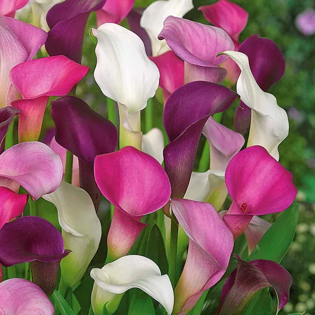 Bakker Callas blanc pourpre rose bulbes sachet 3 pcs mélange