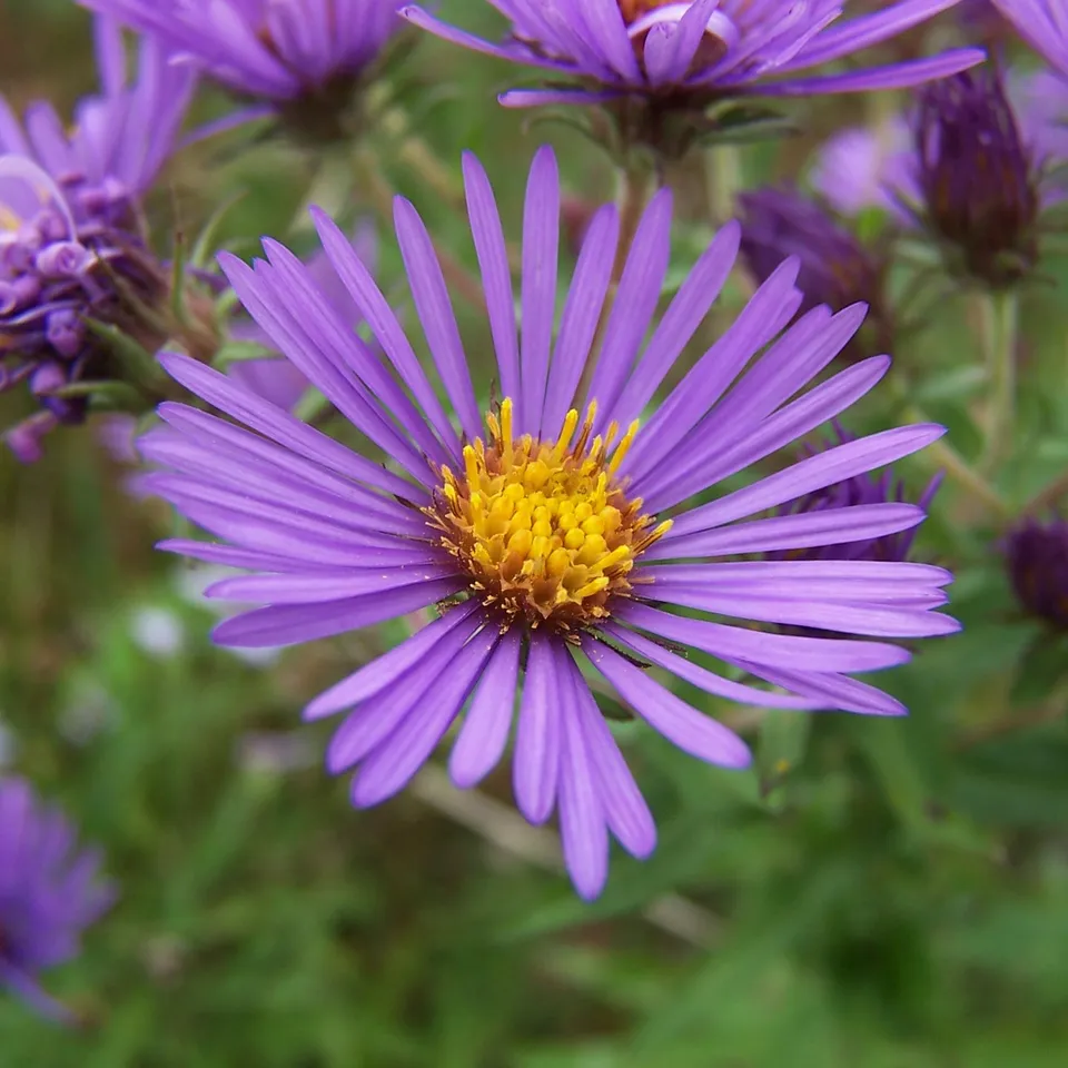 Bakker Augenweide aster nain pot Ø9cm violet automne