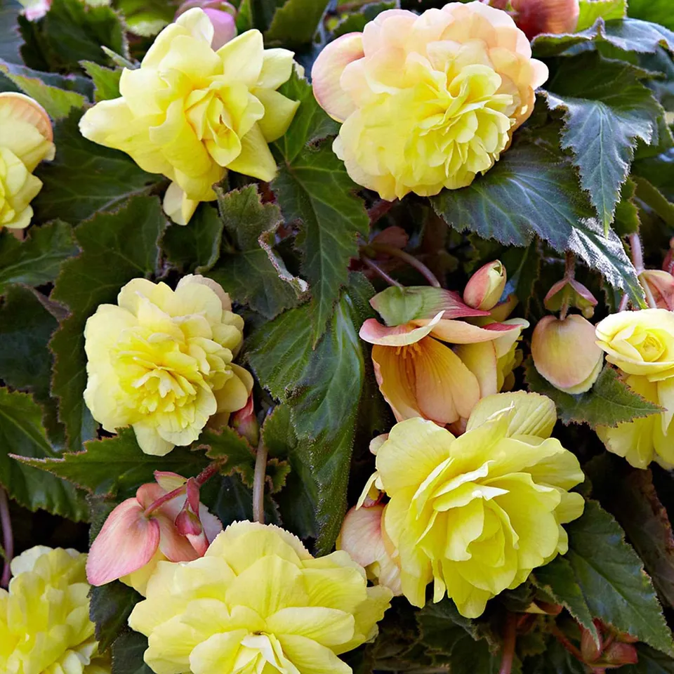 Bakker Bégonia Sunny Dream bulbe parfumé jaune 5 bulbes